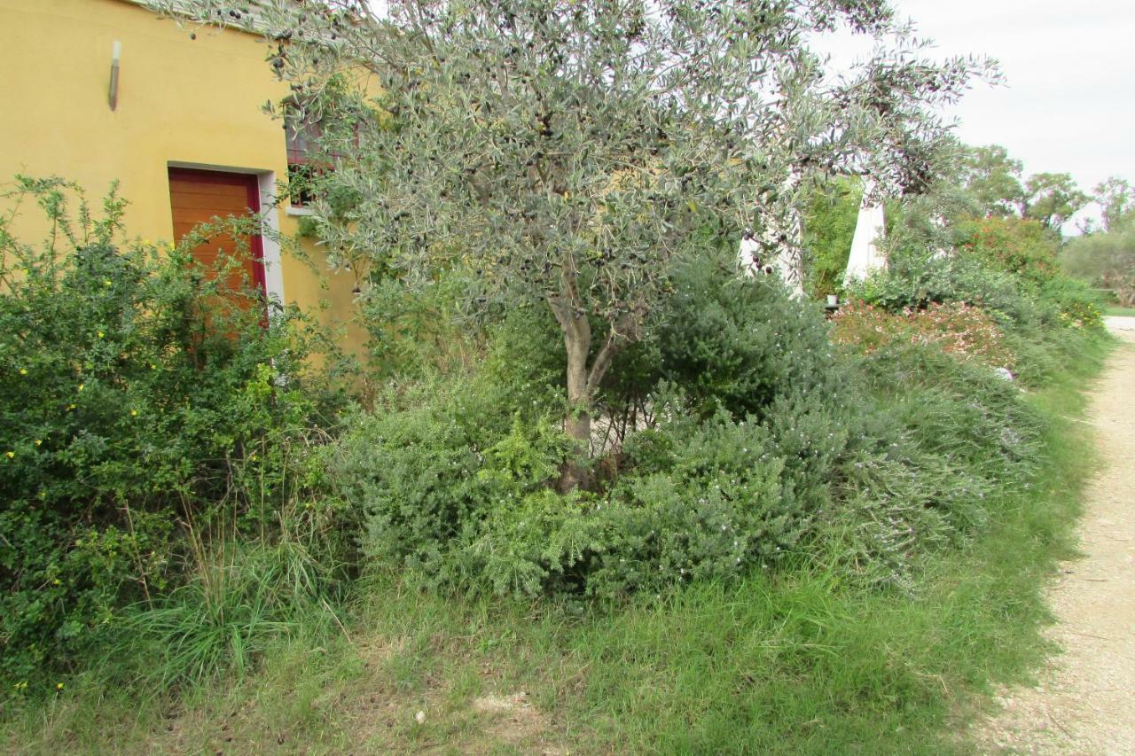 Cavalli Di S'arcaite Santa Lucia (Sardinia)